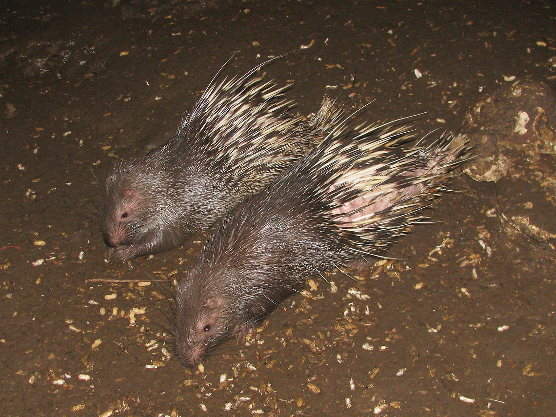 Sunda Porcupine - Couple Couple of Sunda Porcupines (Hystrix javanica) Pangandaran in their natural habitat (a &quot;bat cave&quot; ;o) in Pangandaran NP, Java, Indonesia. Geotagged,Hystricidae,Hystrix,Hystrix javanica,Indonesia,Mammalia,Porcupine,Rodentia,Sunda Porcupine,Sunda porcupine