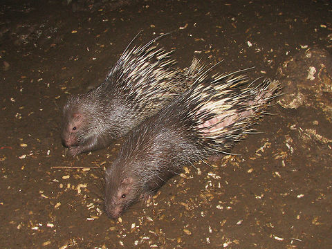 Sunda Porcupine - Couple Couple of Sunda Porcupines (Hystrix javanica) Pangandaran in their natural habitat (a "bat cave" ;o) in Pangandaran NP, Java, Indonesia. Geotagged,Hystricidae,Hystrix,Hystrix javanica,Indonesia,Mammalia,Porcupine,Rodentia,Sunda Porcupine,Sunda porcupine