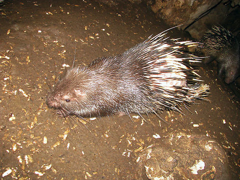 Landak Jawa Sunda Porcupine (Hystrix javanica) in its natural habitat (a "bat cave" ;o) in Pangandaran NP, Java, Indonesia. Geotagged,Hystricidae,Hystrix,Hystrix javanica,Indonesia,Mammalia,Porcupine,Rodentia,Sunda Porcupine,Sunda porcupine