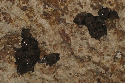 Pangandaran Bats Feeble attempt to take a snapshot of the bats in a cave near Pangandaran. I could not find much other info on bats from Pangandaran except for Sorensen's Leaf-nosed Bat (Hipposideros sorenseni), a species that has been split off from Hipposideros larvatus by Kitchener & Maryanto (1993) with the Gua Karmat (holy cave, Goa Keramat / Parat ? ) being listed as the only locality for this species, so I'm assuming these bats to be that species.
http://www.iucnredlist.org/details/summary/10161/0a Chiroptera,Geotagged,Hipposideridae,Hipposideros,Hipposideros sorenseni,Indonesia,Leaf-nosed Bat,Mammalia,Sorensen's Leaf-nosed Bat,Winter