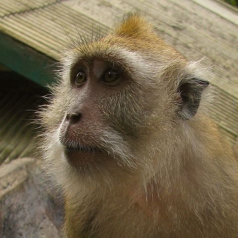 Macaca fascicularis Long-tailed Macaques (Macaca fascicularis) were all over the local market place in Pangandaran Cercopithecidae,Crab-eating Macaque,Crab-eating macaque,Geotagged,Indonesia,Long-tailed Macaque,Macaca,Macaca fascicularis,Macaque,Mamalia,Monkey,Winter