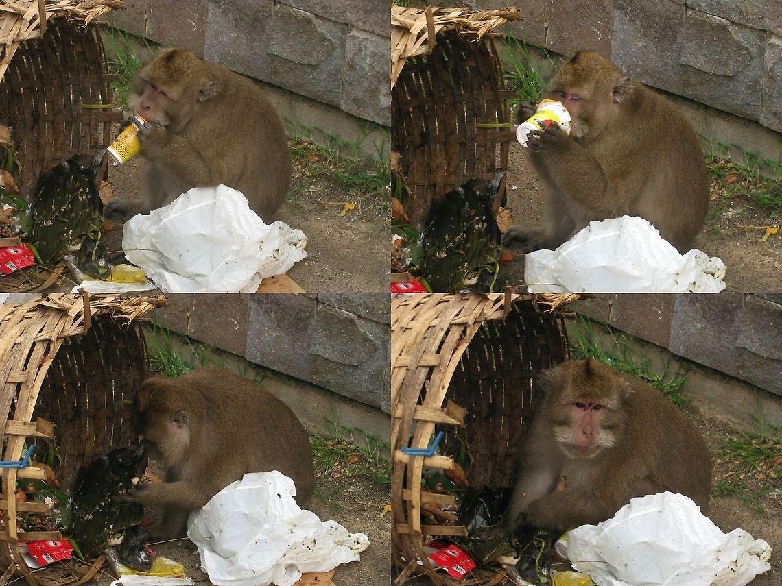 Sad scene Crab-eating Macaques (Macaca fascicularis) were all over the local market place in Pangandaran, resulting in rather sad scenes ... Cercopithecidae,Crab-eating Macaque,Crab-eating macaque,Geotagged,Indonesia,Long-tailed Macaque,Macaca,Macaca fascicularis,Macaque,Mamalia,Monkey,Winter