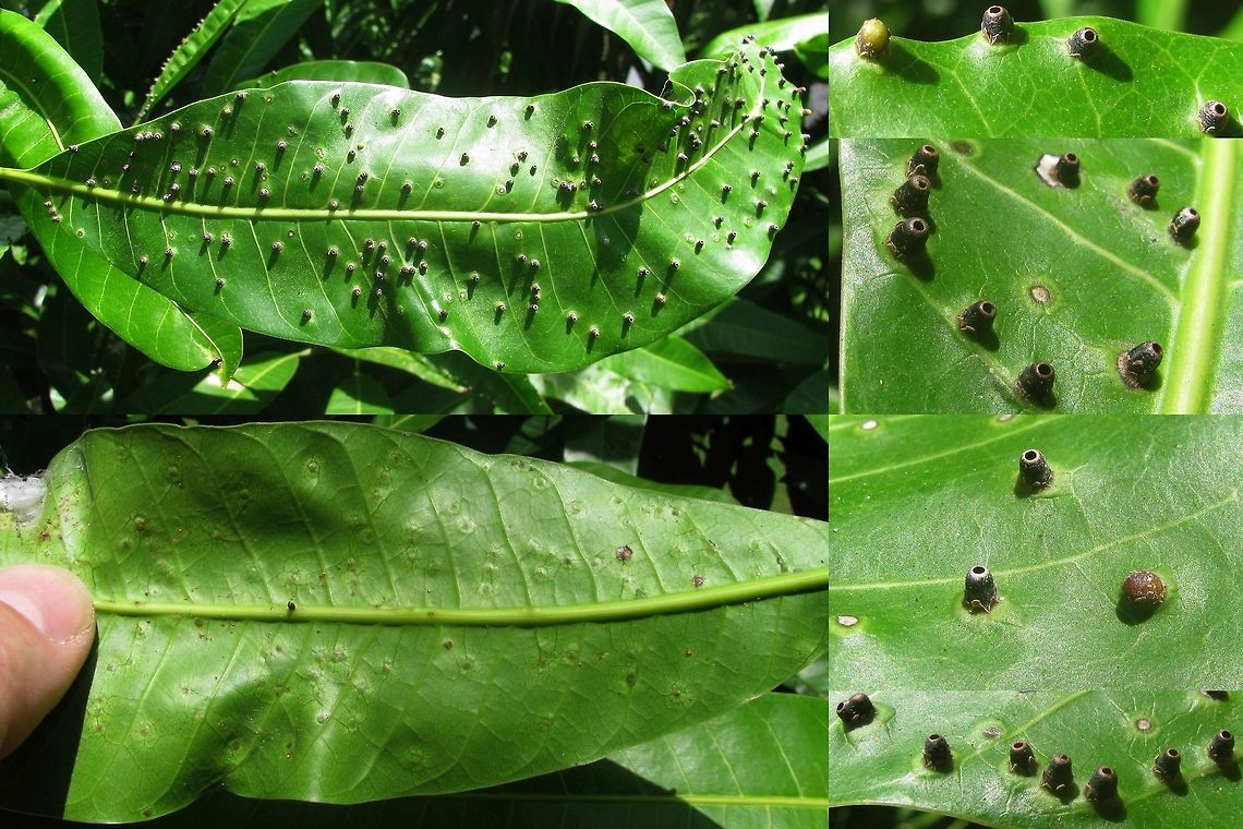 Procontarinia matteiana - Galls The Mango leaf-gall midge (Procontarinia matteiana) is one of about 15-20 midges in the genus Procontarinia whose larvae feed on Mango and form galls. Most form leaf galls but P. frugivora is a fruit-gall midge and P. mangiferae forms blossom galls. Supposedly the taxonomy is a bit iffy, with some authors mixing characters and species names in various ways and some more revision is needed to achieve reliable distribution data (and probably splitting off some more species), but for now the only leaf-gall forming species known from Java is Procontarinia matteiana - according to the 3rd ed. of the Catalog of the Cecidomyiidae (Diptera) of the World (Gagn&eacute;, 2014):<br />
<a href="https://www.ars.usda.gov/ARSUserFiles/80420580/Gagne_2014_World_Cecidomyiidae_Catalog_3rd_Edition.pdf" rel="nofollow">https://www.ars.usda.gov/ARSUserFiles/80420580/Gagne_2014_World_Cecidomyiidae_Catalog_3rd_Edition.pdf</a> Cecidomyiidae,Diptera,Gall,Geotagged,Indonesia,Mango gall fly,Mango leaf-gall midge,Midge,Procontarinia,Procontarinia matteiana,Winter,gall midge,gall-former