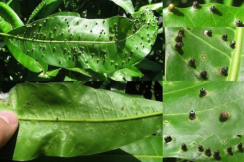 Procontarinia matteiana - Galls The Mango leaf-gall midge (Procontarinia matteiana) is one of about 15-20 midges in the genus Procontarinia whose larvae feed on Mango and form galls. Most form leaf galls but P. frugivora is a fruit-gall midge and P. mangiferae forms blossom galls. Supposedly the taxonomy is a bit iffy, with some authors mixing characters and species names in various ways and some more revision is needed to achieve reliable distribution data (and probably splitting off some more species), but for now the only leaf-gall forming species known from Java is Procontarinia matteiana - according to the 3rd ed. of the Catalog of the Cecidomyiidae (Diptera) of the World (Gagné, 2014):
https://www.ars.usda.gov/ARSUserFiles/80420580/Gagne_2014_World_Cecidomyiidae_Catalog_3rd_Edition.pdf Cecidomyiidae,Diptera,Gall,Geotagged,Indonesia,Mango gall fly,Mango leaf-gall midge,Midge,Procontarinia,Procontarinia matteiana,Winter,gall midge,gall-former
