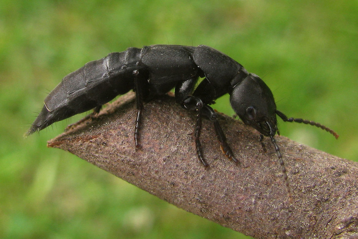 Devil's coach-horse (Ocypus olens) [some of the text below was originally written by Patomarazul as a description with this image<br />
<figure class="photo"><a href="https://www.jungledragon.com/image/43321/rove_beetle.html" title="Rove beetle"><img src="https://s3.amazonaws.com/media.jungledragon.com/images/2298/43321_thumb.jpg?AWSAccessKeyId=05GMT0V3GWVNE7GGM1R2&Expires=1759968010&Signature=%2BZNqkcibCryA%2BNzsdvZv9op%2B1k8%3D" width="200" height="168" alt="Rove beetle De Liereman, Oud-Turnhout, Belgium (Aug, 2015).<br />
It is a small but long-bodied beetle. Its wing covers (elytra) are short covering only its thorax, exposing the abdominal segments. The abdominal musculature is powerful and the abdominal segments are covered with sclerotized plates. Belgium,Coleoptera,Geotagged,Rove beetle,Staphylinidae,Summer" /></a></figure><br />
but that image didn&#039;t show the species discussed]<br />
<br />
The &quot;Devil&#039;s coach-horse beetle&quot; with a length of 20-30mm is one of the largest Rove beetles in Europe. As with other Rove beetles the wing covers (elytra) are short, covering only its thorax, exposing the abdominal segments. The abdominal musculature is powerful and the abdominal segments are covered with sclerotized plates. It is capable of flight but its wings are rarely used. It is covered with fine black hairs. It is well known for its habit of opening its jaws and raising its long and uncovered abdomen, like a scorpion when threatened. This explains one of its alternative names, the cock-tail beetle. Although it has no sting, it can give a painful bite with its strong pincer-like jaws. It can also emit a foul smelling odour as a defensive, through a white secretion from a pair of glands at the end of its abdomen.<br />
Rove beetles (Staphylinidae) are generally hard to identify. It&#039;s a large family with many lookalikes for almost all the common species. A larger Ocypus olens (over 25mm) can be distinguished from most others merely by it&#039;s size, but you do need to measure not guestimate, as below 25mm there are many more candidates. Still, even for the larger ones, there are a few lookalikes than can reach the same size - most notably Ocypus tenebricosus and O. pedemontanus that also share some of the distribution area.<br />
Also there is some variance in how some authors delimit the genus Ocypus with some groups such as Tasgius or maybe Pseudocypus being either treated as a subgenus or as a genus in its own right. So, especially for the smaller species of Ocypus these need to be considered as lookalikes too.<br />
The image below has a few more perspectives on this specimen, that helped me identify it:<br />
<figure class="photo"><a href="https://www.jungledragon.com/image/48037/ocypus_olens_-_collage.html" title="Ocypus olens - Collage"><img src="https://s3.amazonaws.com/media.jungledragon.com/images/3043/48037_thumb.jpg?AWSAccessKeyId=05GMT0V3GWVNE7GGM1R2&Expires=1759968010&Signature=5IEUkTmAgeKemmTl2zsKilVp8PQ%3D" width="200" height="150" alt="Ocypus olens - Collage Some extra perspectives on the Devils coach-horse below:<br />
https://www.jungledragon.com/image/48036/ocypus_olens.html Coleoptera,Devils coach-horse beetle,France,Geotagged,Ocypus,Ocypus olens,Rove beetle,Staphylinidae,Staphylinini" /></a></figure> Coleoptera,Devils coach-horse beetle,France,Geotagged,Ocypus,Ocypus olens,Rove beetle,Staphylinidae,Staphylinini