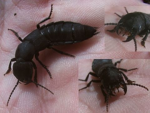 Ocypus olens - Collage Some extra perspectives on the Devils coach-horse below:
https://www.jungledragon.com/image/48036/ocypus_olens.html Coleoptera,Devils coach-horse beetle,France,Geotagged,Ocypus,Ocypus olens,Rove beetle,Staphylinidae,Staphylinini