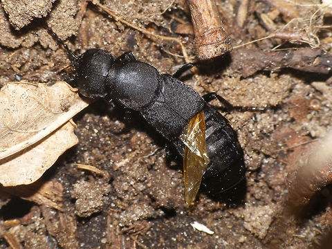 Ocypus olens - Wings out Altough the Devil's Coach-horse rarely flies, this one had just unfolded it's wings and was in the process of pulling them back in. Coleoptera,Devils coach-horse beetle,Geotagged,Netherlands,Ocypus,Ocypus olens,Rove beetle,Staphylinidae,Staphylinini