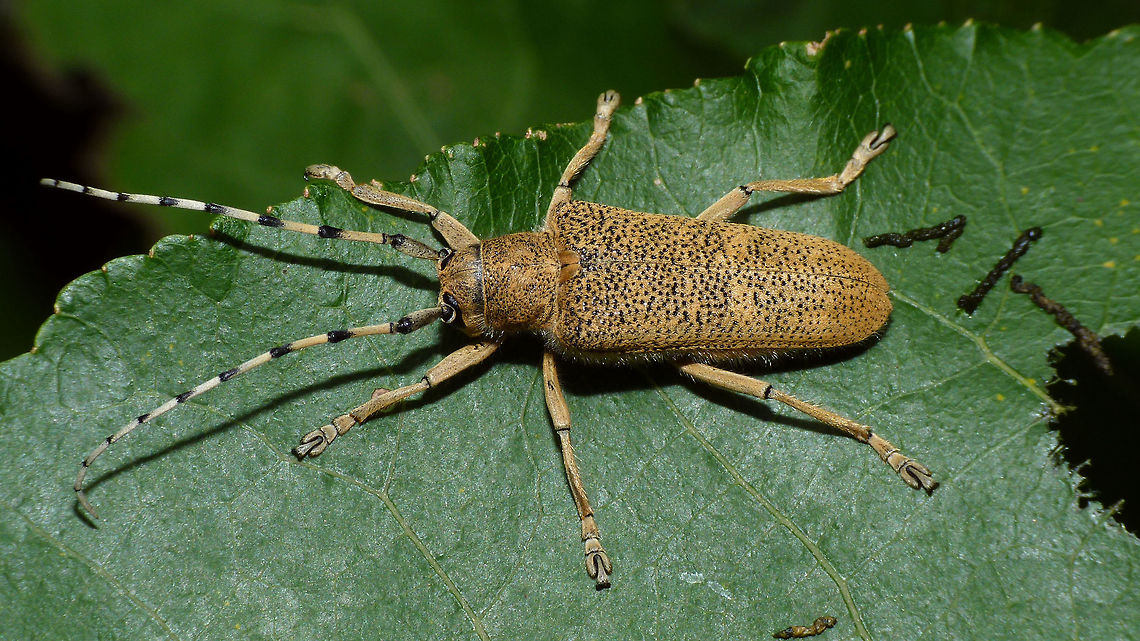 Saperda carcharias Fairly large (20-23mm) Longhorn beetle that develops in Poplar trees. It has a smaller congener (Saperda populnea - 10-15mm) that also develops in Poplar: <figure class="photo"><a href="https://www.jungledragon.com/image/48040/saperda_populnea_-_female.html" title="Saperda populnea - Female"><img src="https://s3.amazonaws.com/media.jungledragon.com/images/3043/48040_thumb.jpg?AWSAccessKeyId=05GMT0V3GWVNE7GGM1R2&Expires=1763596810&Signature=iGzu0aGLCds%2FbmgARXKeO29wSCs%3D" width="200" height="150" alt="Saperda populnea - Female This is the female of the &quot;lesser poplar longhorn&quot; (Kleine Populierenboktor) Saperda populnea, with 10-15mm a good deal smaller than its congener Saperda carcharias (20-23mm)<br />
The male has slightly longer antennae: https://www.jungledragon.com/image/48041/saperda_populnea_-_male_collage.html<br />
<br />
Here is Saperda carcharias: https://www.jungledragon.com/image/48039/saperda_carcharias.html<br />
 Cerambycidae,Coleoptera,Geotagged,Netherlands,Saperda,Saperda populnea,Small poplar borer" /></a></figure> Cerambycidae,Coleoptera,Geotagged,Germany,Saperda,Saperda carcharias