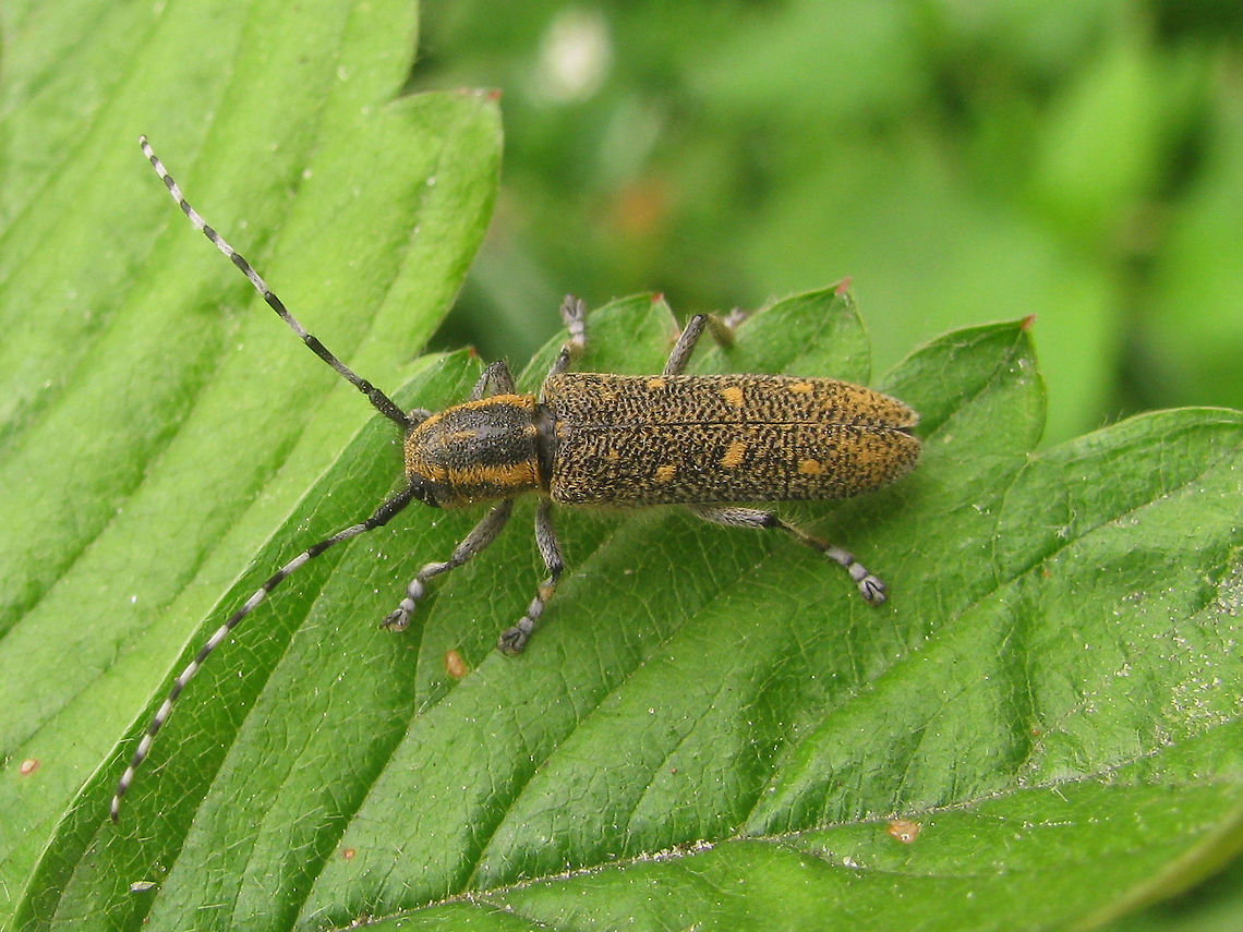 Saperda populnea - Female This is the female of the &quot;lesser poplar longhorn&quot; (Kleine Populierenboktor) Saperda populnea, with 10-15mm a good deal smaller than its congener Saperda carcharias (20-23mm)<br />
The male has slightly longer antennae: <figure class="photo"><a href="https://www.jungledragon.com/image/48041/saperda_populnea_-_male_collage.html" title="Saperda populnea - Male collage"><img src="https://s3.amazonaws.com/media.jungledragon.com/images/3043/48041_thumb.jpg?AWSAccessKeyId=05GMT0V3GWVNE7GGM1R2&Expires=1759968010&Signature=hQ39FYDk8lHVeocHQqzahE2hqGg%3D" width="200" height="150" alt="Saperda populnea - Male collage This is a male of the &quot;lesser poplar longhorn&quot; (Kleine Populierenboktor) Saperda populnea, with 10-15mm a good deal smaller than its congener Saperda carcharias (20-23mm).<br />
The female has slightly shorter antennae:<br />
https://www.jungledragon.com/image/48041/saperda_populnea_-_female.html<br />
<br />
Here is Saperda carcharias: https://www.jungledragon.com/image/48039/saperda_carcharias.html Cerambycidae,Coleoptera,Geotagged,Netherlands,Saperda,Saperda populnea,Small poplar borer" /></a></figure><br />
<br />
Here is Saperda carcharias: <figure class="photo"><a href="https://www.jungledragon.com/image/48039/saperda_carcharias.html" title="Saperda carcharias"><img src="https://s3.amazonaws.com/media.jungledragon.com/images/3043/48039_thumb.jpg?AWSAccessKeyId=05GMT0V3GWVNE7GGM1R2&Expires=1759968010&Signature=ti2%2FCpO170R%2BFzv1SqhJdwPwo78%3D" width="200" height="114" alt="Saperda carcharias Fairly large (20-23mm) Longhorn beetle that develops in Poplar trees. It has a smaller congener (Saperda populnea - 10-15mm) that also develops in Poplar: https://www.jungledragon.com/image/48040/saperda_populnea_-_female.html Cerambycidae,Coleoptera,Geotagged,Germany,Saperda,Saperda carcharias" /></a></figure><br />
 Cerambycidae,Coleoptera,Geotagged,Netherlands,Saperda,Saperda populnea,Small poplar borer