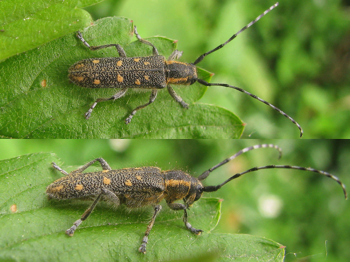 Saperda populnea - Male collage This is a male of the &quot;lesser poplar longhorn&quot; (Kleine Populierenboktor) Saperda populnea, with 10-15mm a good deal smaller than its congener Saperda carcharias (20-23mm).<br />
The female has slightly shorter antennae:<br />
<figure class="photo"><a href="https://www.jungledragon.com/image/48041/saperda_populnea_-_male_collage.html" title="Saperda populnea - Male collage"><img src="https://s3.amazonaws.com/media.jungledragon.com/images/3043/48041_thumb.jpg?AWSAccessKeyId=05GMT0V3GWVNE7GGM1R2&Expires=1759968010&Signature=hQ39FYDk8lHVeocHQqzahE2hqGg%3D" width="200" height="150" alt="Saperda populnea - Male collage This is a male of the &quot;lesser poplar longhorn&quot; (Kleine Populierenboktor) Saperda populnea, with 10-15mm a good deal smaller than its congener Saperda carcharias (20-23mm).<br />
The female has slightly shorter antennae:<br />
https://www.jungledragon.com/image/48041/saperda_populnea_-_female.html<br />
<br />
Here is Saperda carcharias: https://www.jungledragon.com/image/48039/saperda_carcharias.html Cerambycidae,Coleoptera,Geotagged,Netherlands,Saperda,Saperda populnea,Small poplar borer" /></a></figure><br />
<br />
Here is Saperda carcharias: <figure class="photo"><a href="https://www.jungledragon.com/image/48039/saperda_carcharias.html" title="Saperda carcharias"><img src="https://s3.amazonaws.com/media.jungledragon.com/images/3043/48039_thumb.jpg?AWSAccessKeyId=05GMT0V3GWVNE7GGM1R2&Expires=1759968010&Signature=ti2%2FCpO170R%2BFzv1SqhJdwPwo78%3D" width="200" height="114" alt="Saperda carcharias Fairly large (20-23mm) Longhorn beetle that develops in Poplar trees. It has a smaller congener (Saperda populnea - 10-15mm) that also develops in Poplar: https://www.jungledragon.com/image/48040/saperda_populnea_-_female.html Cerambycidae,Coleoptera,Geotagged,Germany,Saperda,Saperda carcharias" /></a></figure> Cerambycidae,Coleoptera,Geotagged,Netherlands,Saperda,Saperda populnea,Small poplar borer