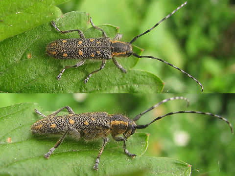 Saperda populnea - Male collage This is a male of the "lesser poplar longhorn" (Kleine Populierenboktor) Saperda populnea, with 10-15mm a good deal smaller than its congener Saperda carcharias (20-23mm).
The female has slightly shorter antennae:
https://www.jungledragon.com/image/48041/saperda_populnea_-_female.html

Here is Saperda carcharias: https://www.jungledragon.com/image/48039/saperda_carcharias.html Cerambycidae,Coleoptera,Geotagged,Netherlands,Saperda,Saperda populnea,Small poplar borer