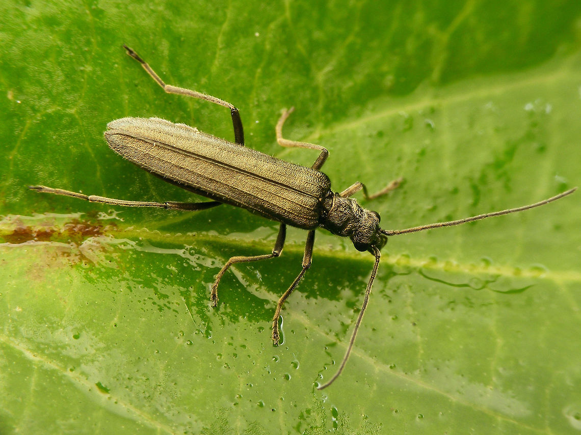 Oedemera lurida - Female Oedemera lurida - Female Coleoptera,Oedemera,Oedemera lurida,Oedemeridae