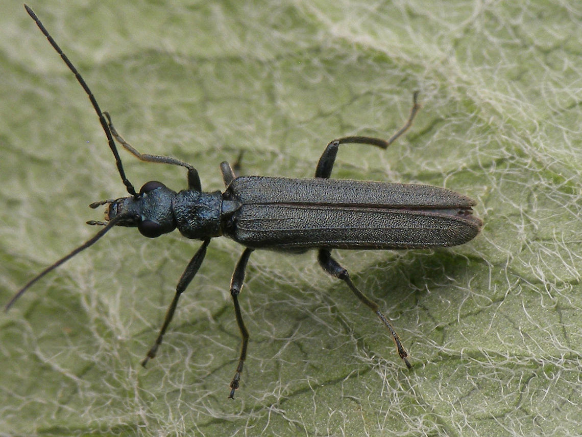 Oedemera lurida - Male Oedemera lurida - Male Coleoptera,Oedemera,Oedemera lurida,Oedemeridae