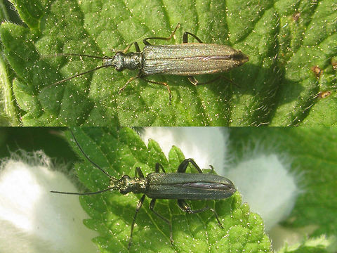 Oedemera virescens - FnM Oedemera virescens, female (above) and male (below). Coleoptera,Oedemera,Oedemera virescens,Oedemeridae,Sage green coloured beetle,netherlands