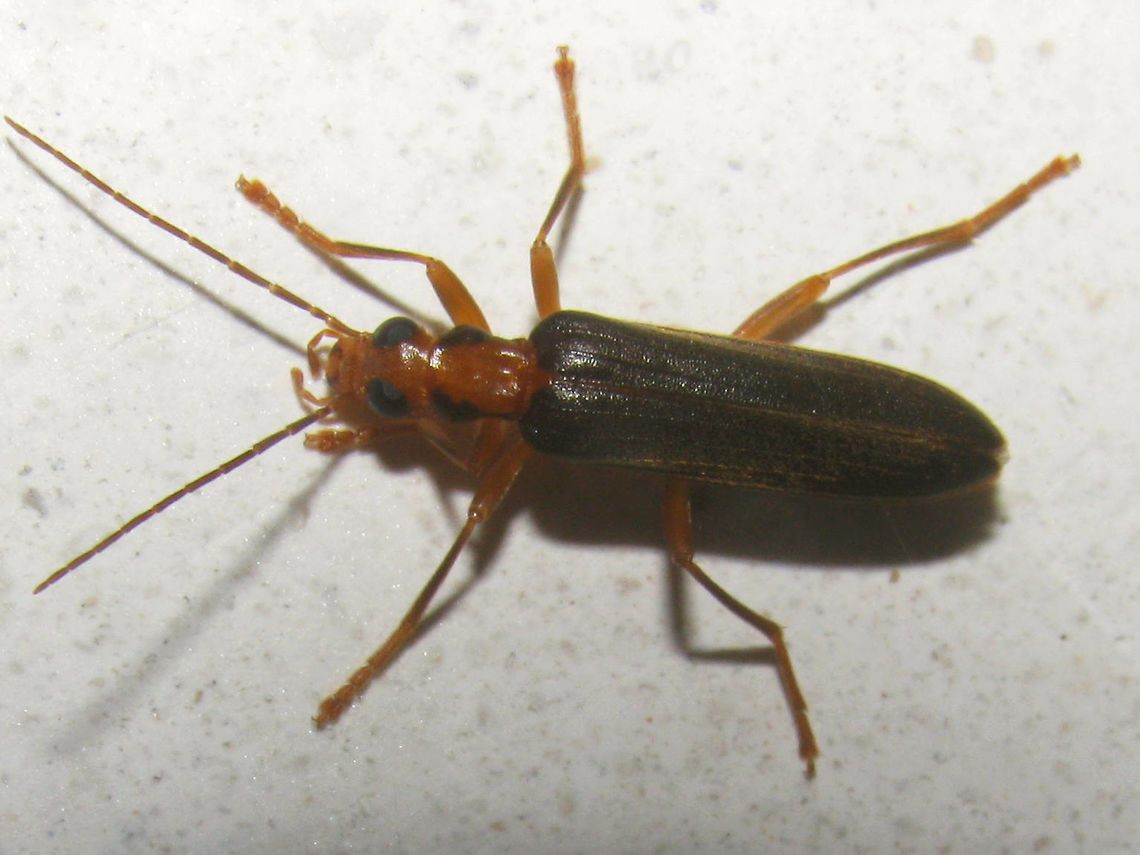 Nacerdes carniolica Nacerdes carniolica, found inside a house in France Coleoptera,France,Nacerdes,Nacerdes carniolica,Oedemeridae