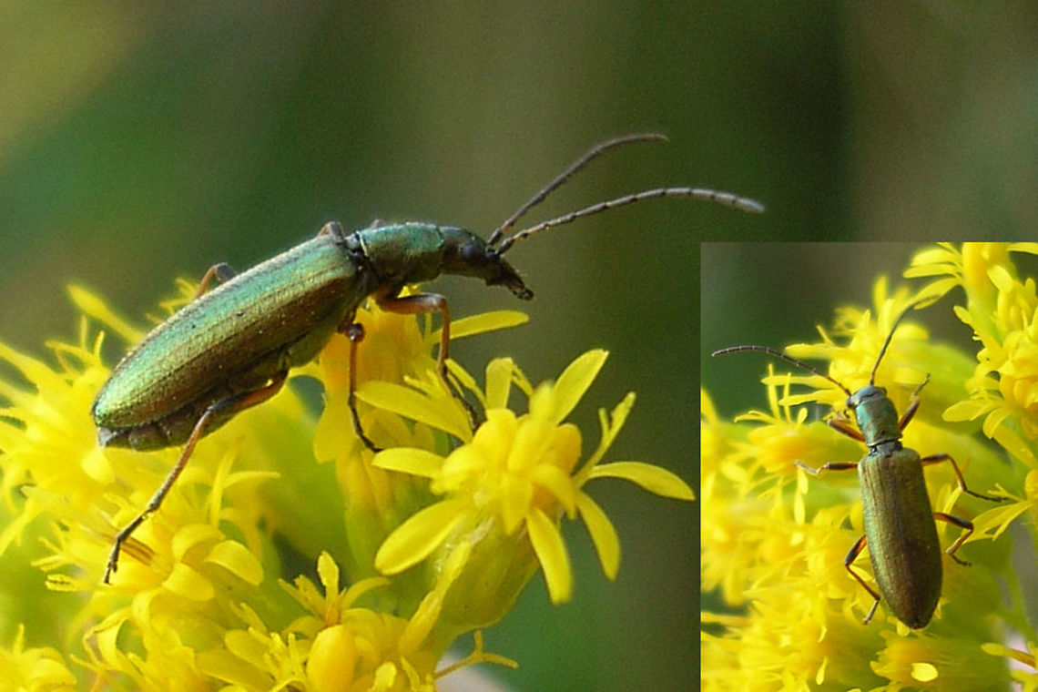 Chrysantia geniculata This species used to be categorized as Chrysanthia nigricornis, but currently Chrysantia geniculata is considered to be the accepted name. Chrysanthia geniculata,Chrysanthia nigricornis