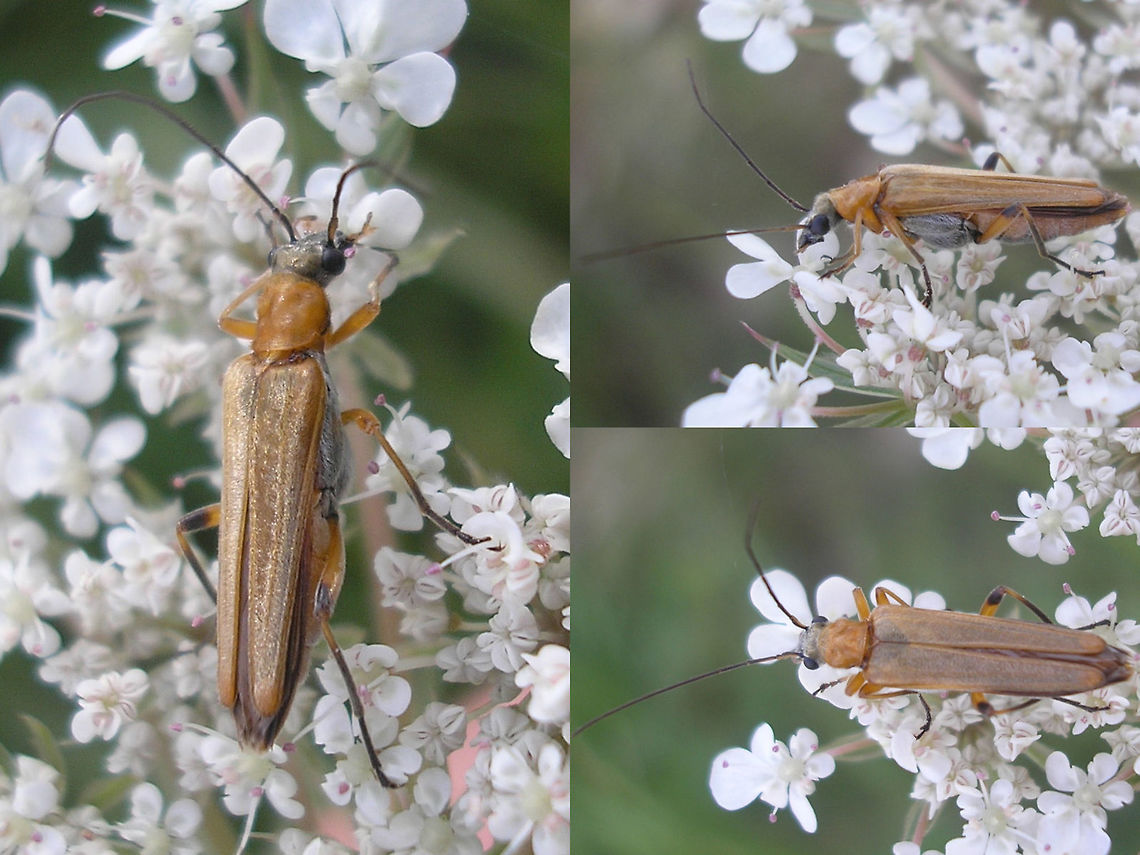 Oedemera podagrariae - Female Female Oedemera podagrariae - the male has a darker pronotum and swollen hind femora Coleoptera,Oedemera,Oedemera podagrariae,Oedemeridae