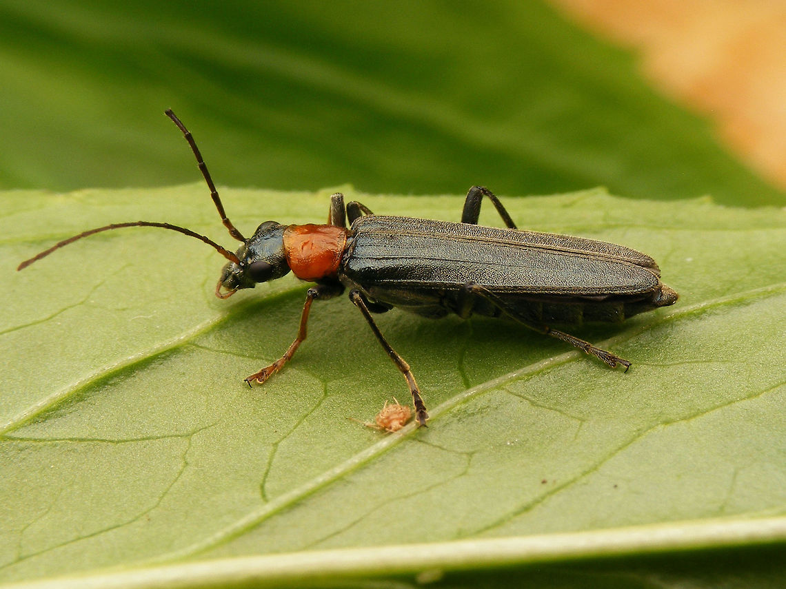 Oedemera croceicollis - Female Female Oedemera croceicollis. The male with swollen hind femora is shown here:<br />
<figure class="photo"><a href="https://www.jungledragon.com/image/48096/oedemera_croceicollis_-_male.html" title="Oedemera croceicollis - Male"><img src="https://s3.amazonaws.com/media.jungledragon.com/images/3043/48096_thumb.jpg?AWSAccessKeyId=05GMT0V3GWVNE7GGM1R2&Expires=1767225610&Signature=CtieIlgP0BmPCIAi%2B7yGLpzgf2M%3D" width="200" height="150" alt="Oedemera croceicollis - Male Male Oedemera croceicollis. The female with thinner hind femora is shown here:<br />
https://www.jungledragon.com/image/48095/oedemera_croceicollis_-_female.html Coleoptera,Netherlands,Oedemera,Oedemera croceicollis,Oedemeridae" /></a></figure> Coleoptera,Netherlands,Oedemera,Oedemera croceicollis,Oedemeridae