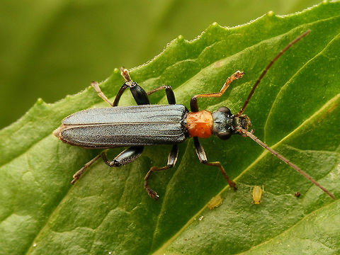 Oedemera croceicollis - Male Male Oedemera croceicollis. The female with thinner hind femora is shown here:
https://www.jungledragon.com/image/48095/oedemera_croceicollis_-_female.html Coleoptera,Netherlands,Oedemera,Oedemera croceicollis,Oedemeridae