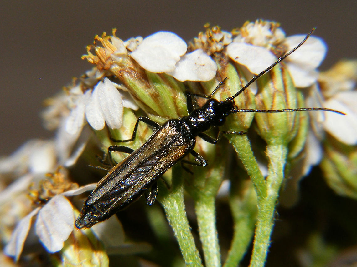 Oedemera pthysica - Female Oedemera pthysica is a &quot;False blister beetle&quot; (Oedemeridae) that occurs widely over the southern parts of central Europe, with a few sporadic records or even small populations in the more northern regions. In older literature it is often represented under the name Oedemera subulata. It is quite variable with elytra ranging from mostly yellowish-brown with darkened shoulders and apex to entirely black. The &quot;yellow&quot; forms can be confused with the likes of Oedemera femorata, but those have the apex of the elytra yellow. The black form is closest to Oedemera atrata but on O. pthysica the apex of the elytra is more narrowed and the abdomen of black O.pthysica females is always black (may have yellow on atrata).<br />
Oedemeridae are sometimes also refered to as False oil beetles or Pollen-feeding beetles. In other languages equivalents of the term &quot;False longhorn beetles&quot; is used, but in the English language this name is usually applied on Stenotrachelidae. Needles to say, Oedemeridae are frequently also confused with all of these :o)  Coleoptera,False blister beetle,Oedemera,Oedemera pthysica,Oedemeridae