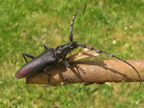 Cerambyx cerdo This magnificent beetle was sitting on a pile of oak firewood one morning, making it likely that it emerged from one of the logs.
It's the larger cousin to my Cerambyx scopolii from the other day :o)
https://www.jungledragon.com/image/47004/cerambyx_scopolii.html Cerambycidae,Cerambyx,Cerambyx cerdo,Coleoptera,France,Geotagged