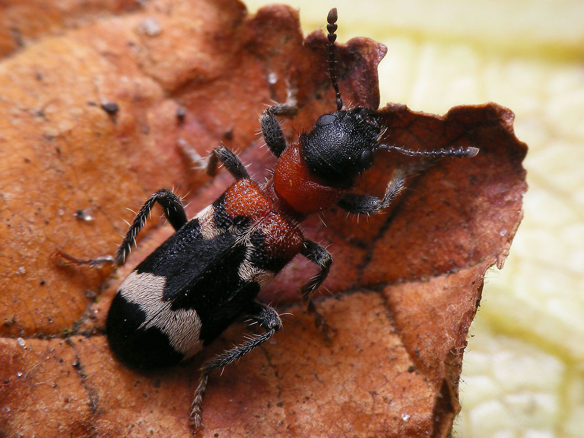 Thanasimus formicarius  Ant beetle,Cleridae,Cleroidea,Coleoptera,Geotagged,Netherlands,Thanasimus,Thanasimus formicarius