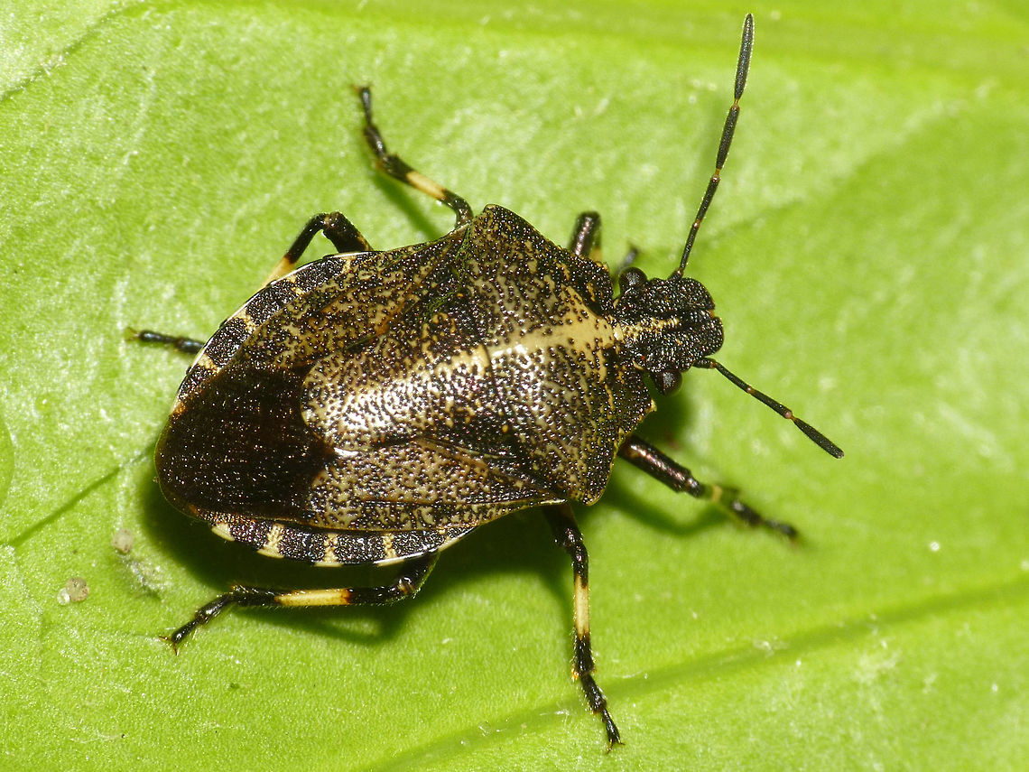 Rhacognathus punctatus  Asopinae,Hemiptera,Heteroptera,Pentatomidae,Pentatomoidea,Rhacognathus,Rhacognathus punctatus,nl: Heideschildwants