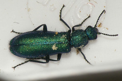 Psilothrix viridicoerulea - Female Saved from a swimming pool :o)  Quick snapshot for documentation - sorry about the dirt and background ... Cleroidea,Coleoptera,Dasytidae,Dasytinae,France,Geotagged,Melyridae,Psilothrix,Psilothrix viridicoerulea
