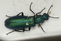 Psilothrix viridicoerulea - Female Saved from a swimming pool :o)  Quick snapshot for documentation - sorry about the dirt and background ... Cleroidea,Coleoptera,Dasytidae,Dasytinae,France,Geotagged,Melyridae,Psilothrix,Psilothrix viridicoerulea