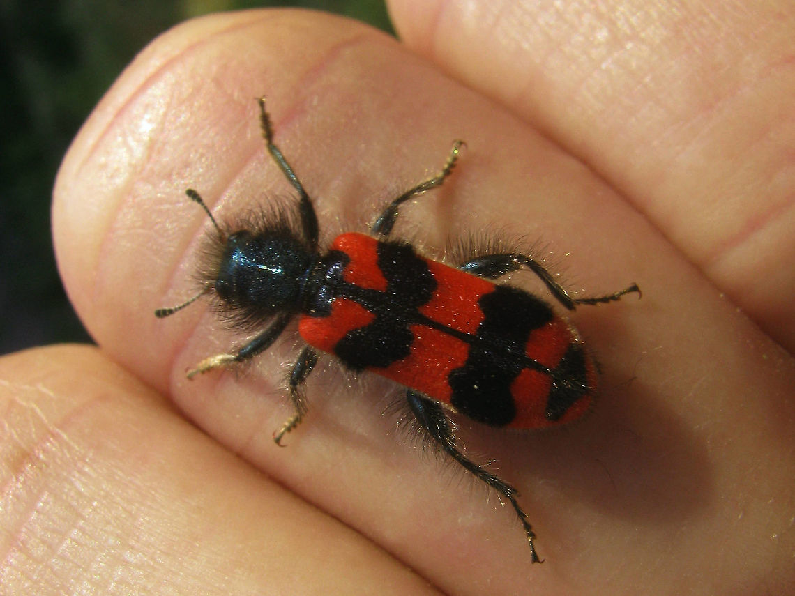 Trichodes alvearius Trichodes alvearius, saved from swimming pool Cleridae,Cleroidea,Coleoptera,France,Geotagged,Trichodes,Trichodes alvearius