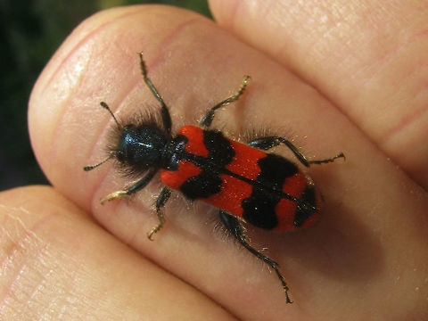 Trichodes alvearius Trichodes alvearius, saved from swimming pool Cleridae,Cleroidea,Coleoptera,France,Geotagged,Trichodes,Trichodes alvearius