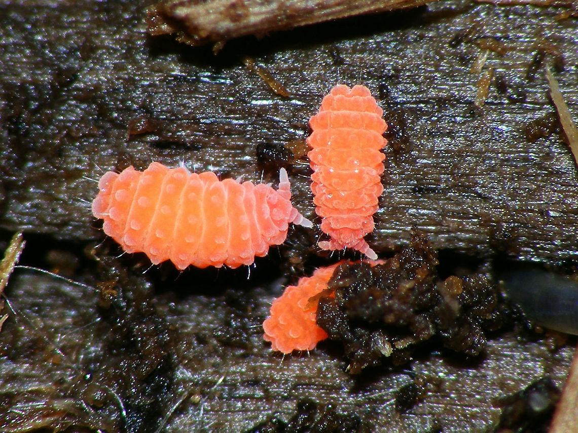 Bilobella braunarae A rare species of &quot;Springtail&quot; (Collembola), first recorded for the Netherlands in 2009 and now known from four locations. Bilobella,Bilobella braunarae,Bilobella braunerae,Collembola,Hexapoda,Neanuridae,Poduromorpha,Springtail