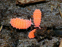 Bilobella braunarae A rare species of "Springtail" (Collembola), first recorded for the Netherlands in 2009 and now known from four locations. Bilobella,Bilobella braunarae,Bilobella braunerae,Collembola,Hexapoda,Neanuridae,Poduromorpha,Springtail