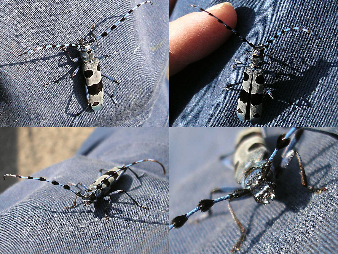 Rosalia alpina Rosalia longicon that landed on my trousers while I was minding my own business ... Cerambycidae,Coleoptera,Rosalia,Rosalia alpina,Rosalia longicorn