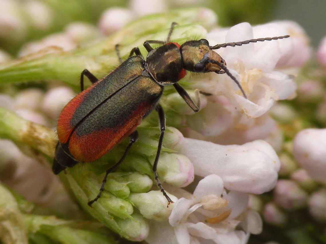 Malachius aeneus - Female Female Malachius aeneus, one of the few species in the Netherlands that remained in the genus Malachius s.str. after tossing out a lot of subgenera into genera in their own right.<br />
The &quot;Malachiidae&quot; are classified differently by different authors, sometimes as Malachiinae under Melyridae or as a seperate family Malachiidae in the Cleroidea, next to Melyridae.  Cleroidea,Jane's garden,Malachiidae,Malachiinae,Malachius,Malachius aeneus,Melyridae,nl: Glanzende basterdweekschild