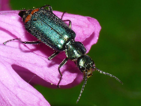 Malachius bipustulatus - Female Female Malachius bipustulatus. The greenish-blue Malachids with red tips on the elytra are often "identified" as Malachius bipustulatus, but there are several species in various genera that can be easily confused with these - especially the females. The shape of the first four or so antennae segments are quite diagnostic, so always try to get a good shot in focus of these. Cleroidea,Coleoptera,Malachiidae,Malachiinae,Malachite beetle,Malachius,Malachius bipustulatus,Melyridae,nl: Roodtipbasterdweekschild