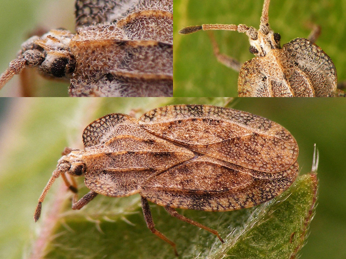 Tingis ampliata - Collage Just found another Tingidae between my old photos ... Geotagged,Heteroptera,Lacebug,Netherlands,Tingidae,Tingis,Tingis ampliata