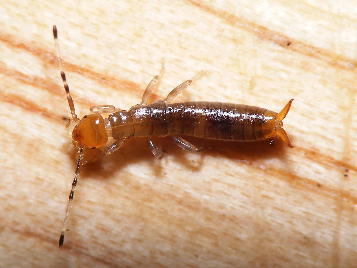 Euborellia moesta nymph This image is part of a series showing some aspects of parental care by the earwig Euborellia moesta.<br />
Explanation with this image:  <figure class="photo"><a href="https://www.jungledragon.com/image/48210/euborellia_moesta_caring_for_eggs.html" title="Euborellia moesta caring for eggs"><img src="https://s3.amazonaws.com/media.jungledragon.com/images/3043/48210_thumb.jpg?AWSAccessKeyId=05GMT0V3GWVNE7GGM1R2&Expires=1759968010&Signature=ve9K%2BIdlK4Oo%2F1oRk1GBPf6xVAI%3D" width="200" height="150" alt="Euborellia moesta caring for eggs Earwigs are known for their maternal care. Eggs are laid in a closed shelter in the ground and the mother guards the eggs, cleans them of fungus and moves them around while doing so. You don&#039;t often have a chance to shoot images of this in the field. This mother laid her eggs during transport in captivity, but I was able to transfer the eggs to a shelter that I had prepared in a layer of dirt in a box and after reuniting her she continued caring and successfully raised her kids.<br />
In these images you see her picking up an egg and moving it carefully: https://www.jungledragon.com/image/48211/euborellia_moesta_grabbing_an_egg.html  https://www.jungledragon.com/image/48213/euborellia_moesta_moving_an_egg.html<br />
These are images of the still small (just over 4mm) nymphs, about one month later. They stick together in a clutter for a long time even after the mother has succumbed:<br />
https://www.jungledragon.com/image/48212/euborellia_moesta_nest_of_nymphs.html  https://www.jungledragon.com/image/48214/euborellia_moesta_nymphs.html  https://www.jungledragon.com/image/48209/euborellia_moesta_nymph.html Anisolabididae,Carcinophorinae,Dermaptera,Eggs,Euborellia,Euborellia moesta,Parental care" /></a></figure> Anisolabididae,Carcinophorinae,Dermaptera,Euborellia,Euborellia moesta,Nymph