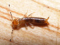 Euborellia moesta nymph This image is part of a series showing some aspects of parental care by the earwig Euborellia moesta.<br />
Explanation with this image:  https://www.jungledragon.com/image/48210/euborellia_moesta_caring_for_eggs.html Anisolabididae,Carcinophorinae,Dermaptera,Euborellia,Euborellia moesta,Nymph