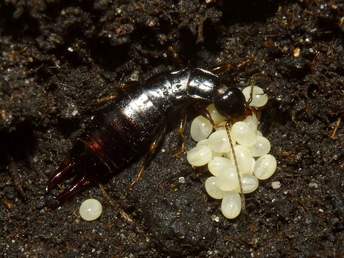 Euborellia moesta caring for eggs Earwigs are known for their maternal care. Eggs are laid in a closed shelter in the ground and the mother guards the eggs, cleans them of fungus and moves them around while doing so. You don't often have a chance to shoot images of this in the field. This mother laid her eggs during transport in captivity, but I was able to transfer the eggs to a shelter that I had prepared in a layer of dirt in a box and after reuniting her she continued caring and successfully raised her kids.<br />
In these images you see her picking up an egg and moving it carefully: <figure class="photo"><a href="https://www.jungledragon.com/image/48211/euborellia_moesta_grabbing_an_egg.html" title="Euborellia moesta grabbing an egg"><img src="https://s3.amazonaws.com/media.jungledragon.com/images/3043/48211_thumb.jpg?AWSAccessKeyId=05GMT0V3GWVNE7GGM1R2&Expires=1759968010&Signature=Wwgm4cy%2Bdg27i%2BSZ%2BSp%2BFHqnl3Y%3D" width="200" height="134" alt="Euborellia moesta grabbing an egg This image is part of a series showing some aspects of parental care by the earwig Euborellia moesta.<br />
Explanation with this image: https://www.jungledragon.com/image/48210/euborellia_moesta_caring_for_eggs.html Anisolabididae,Carcinophorinae,Dermaptera,Eggs,Euborellia,Euborellia moesta,Parental care" /></a></figure> <figure class="photo"><a href="https://www.jungledragon.com/image/48213/euborellia_moesta_moving_an_egg.html" title="Euborellia moesta moving an egg"><img src="https://s3.amazonaws.com/media.jungledragon.com/images/3043/48213_thumb.jpg?AWSAccessKeyId=05GMT0V3GWVNE7GGM1R2&Expires=1759968010&Signature=QWBCVfCOsfxnj8RrlYxVJE0816A%3D" width="200" height="150" alt="Euborellia moesta moving an egg This image is part of a series showing some aspects of parental care by the earwig Euborellia moesta.<br />
Explanation with this image: https://www.jungledragon.com/image/48210/euborellia_moesta_caring_for_eggs.html Anisolabididae,Carcinophorinae,Dermaptera,Eggs,Euborellia,Euborellia moesta,Parental care" /></a></figure><br />
These are images of the still small (just over 4mm) nymphs, about one month later. They stick together in a clutter for a long time even after the mother has succumbed:<br />
<figure class="photo"><a href="https://www.jungledragon.com/image/48212/euborellia_moesta_nest_of_nymphs.html" title="Euborellia moesta nest of nymphs"><img src="https://s3.amazonaws.com/media.jungledragon.com/images/3043/48212_thumb.jpg?AWSAccessKeyId=05GMT0V3GWVNE7GGM1R2&Expires=1759968010&Signature=sfNuOYX6Gkjg83sEHFBQs%2FAsVYM%3D" width="200" height="150" alt="Euborellia moesta nest of nymphs This image is part of a series showing some aspects of parental care by the earwig Euborellia moesta.<br />
Explanation with this image: https://www.jungledragon.com/image/48210/euborellia_moesta_caring_for_eggs.html Anisolabididae,Carcinophorinae,Dermaptera,Euborellia,Euborellia moesta,Nymph,Parental care" /></a></figure> <figure class="photo"><a href="https://www.jungledragon.com/image/48214/euborellia_moesta_nymphs.html" title="Euborellia moesta nymphs"><img src="https://s3.amazonaws.com/media.jungledragon.com/images/3043/48214_thumb.jpg?AWSAccessKeyId=05GMT0V3GWVNE7GGM1R2&Expires=1759968010&Signature=MBK2vA%2FqZR%2B%2FY07RgD0O0YiG05o%3D" width="200" height="114" alt="Euborellia moesta nymphs This image is part of a series showing some aspects of parental care by the earwig Euborellia moesta.<br />
Explanation with this image: https://www.jungledragon.com/image/48210/euborellia_moesta_caring_for_eggs.html Anisolabididae,Carcinophorinae,Dermaptera,Euborellia,Euborellia moesta,Nymph" /></a></figure> <figure class="photo"><a href="https://www.jungledragon.com/image/48209/euborellia_moesta_nymph.html" title="Euborellia moesta nymph"><img src="https://s3.amazonaws.com/media.jungledragon.com/images/3043/48209_thumb.jpg?AWSAccessKeyId=05GMT0V3GWVNE7GGM1R2&Expires=1759968010&Signature=yr0Vy94UZ85mSesLk1sU%2BWN5bos%3D" width="200" height="150" alt="Euborellia moesta nymph This image is part of a series showing some aspects of parental care by the earwig Euborellia moesta.<br />
Explanation with this image: https://www.jungledragon.com/image/48210/euborellia_moesta_caring_for_eggs.html Anisolabididae,Carcinophorinae,Dermaptera,Euborellia,Euborellia moesta,Nymph" /></a></figure> Anisolabididae,Carcinophorinae,Dermaptera,Eggs,Euborellia,Euborellia moesta,Parental care