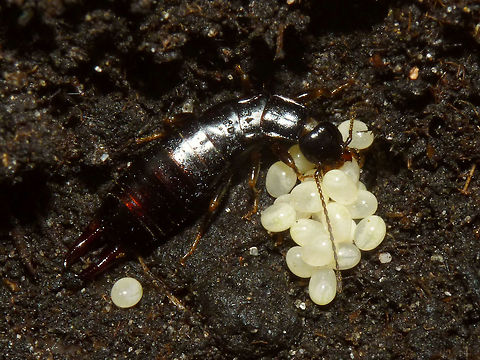 Euborellia moesta caring for eggs Earwigs are known for their maternal care. Eggs are laid in a closed shelter in the ground and the mother guards the eggs, cleans them of fungus and moves them around while doing so. You don't often have a chance to shoot images of this in the field. This mother laid her eggs during transport in captivity, but I was able to transfer the eggs to a shelter that I had prepared in a layer of dirt in a box and after reuniting her she continued caring and successfully raised her kids.
In these images you see her picking up an egg and moving it carefully: https://www.jungledragon.com/image/48211/euborellia_moesta_grabbing_an_egg.html  https://www.jungledragon.com/image/48213/euborellia_moesta_moving_an_egg.html
These are images of the still small (just over 4mm) nymphs, about one month later. They stick together in a clutter for a long time even after the mother has succumbed:
https://www.jungledragon.com/image/48212/euborellia_moesta_nest_of_nymphs.html  https://www.jungledragon.com/image/48214/euborellia_moesta_nymphs.html  https://www.jungledragon.com/image/48209/euborellia_moesta_nymph.html Anisolabididae,Carcinophorinae,Dermaptera,Eggs,Euborellia,Euborellia moesta,Parental care