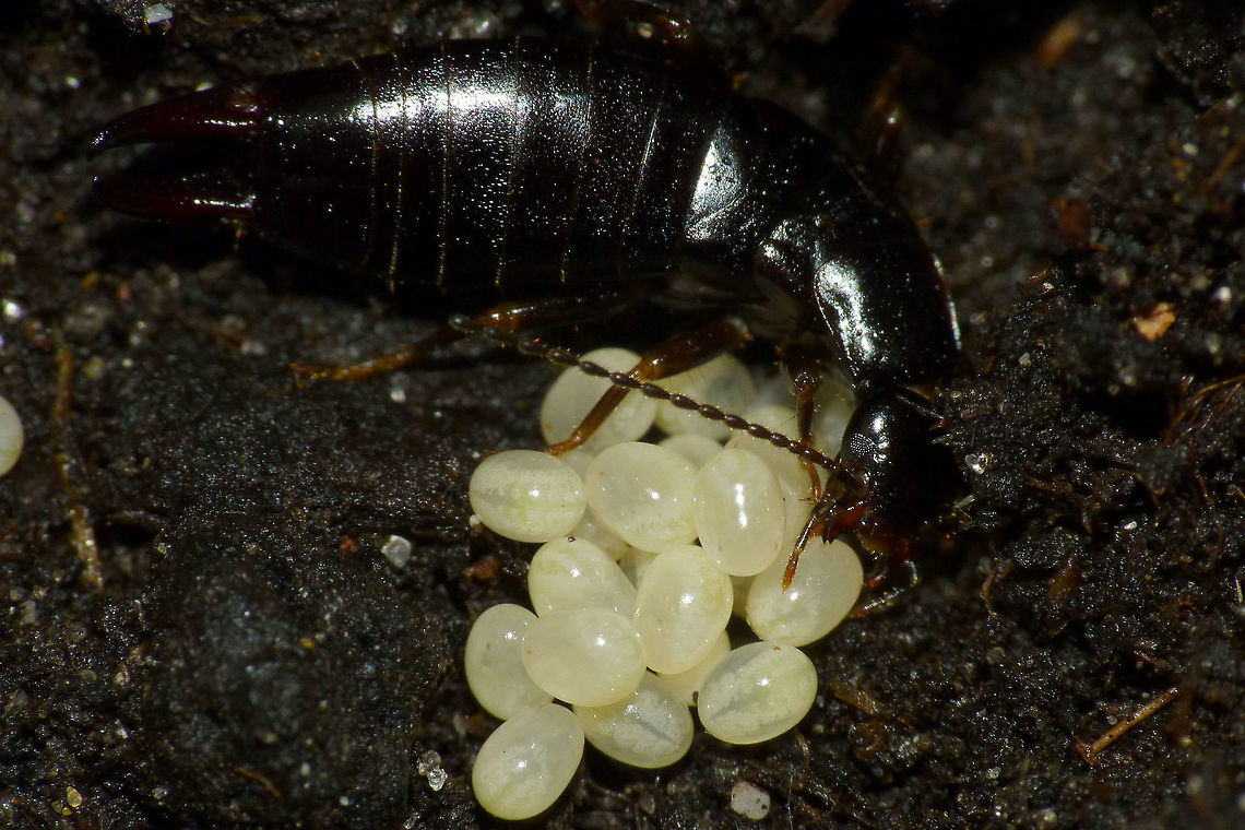 Euborellia moesta grabbing an egg This image is part of a series showing some aspects of parental care by the earwig Euborellia moesta.<br />
Explanation with this image:  <figure class="photo"><a href="https://www.jungledragon.com/image/48210/euborellia_moesta_caring_for_eggs.html" title="Euborellia moesta caring for eggs"><img src="https://s3.amazonaws.com/media.jungledragon.com/images/3043/48210_thumb.jpg?AWSAccessKeyId=05GMT0V3GWVNE7GGM1R2&Expires=1759968010&Signature=ve9K%2BIdlK4Oo%2F1oRk1GBPf6xVAI%3D" width="200" height="150" alt="Euborellia moesta caring for eggs Earwigs are known for their maternal care. Eggs are laid in a closed shelter in the ground and the mother guards the eggs, cleans them of fungus and moves them around while doing so. You don&#039;t often have a chance to shoot images of this in the field. This mother laid her eggs during transport in captivity, but I was able to transfer the eggs to a shelter that I had prepared in a layer of dirt in a box and after reuniting her she continued caring and successfully raised her kids.<br />
In these images you see her picking up an egg and moving it carefully: https://www.jungledragon.com/image/48211/euborellia_moesta_grabbing_an_egg.html  https://www.jungledragon.com/image/48213/euborellia_moesta_moving_an_egg.html<br />
These are images of the still small (just over 4mm) nymphs, about one month later. They stick together in a clutter for a long time even after the mother has succumbed:<br />
https://www.jungledragon.com/image/48212/euborellia_moesta_nest_of_nymphs.html  https://www.jungledragon.com/image/48214/euborellia_moesta_nymphs.html  https://www.jungledragon.com/image/48209/euborellia_moesta_nymph.html Anisolabididae,Carcinophorinae,Dermaptera,Eggs,Euborellia,Euborellia moesta,Parental care" /></a></figure> Anisolabididae,Carcinophorinae,Dermaptera,Eggs,Euborellia,Euborellia moesta,Parental care