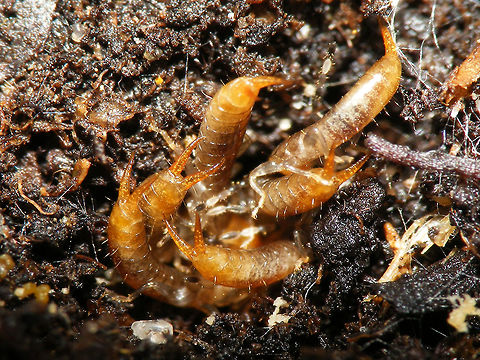 Euborellia moesta nest of nymphs This image is part of a series showing some aspects of parental care by the earwig Euborellia moesta.
Explanation with this image:  https://www.jungledragon.com/image/48210/euborellia_moesta_caring_for_eggs.html Anisolabididae,Carcinophorinae,Dermaptera,Euborellia,Euborellia moesta,Nymph,Parental care