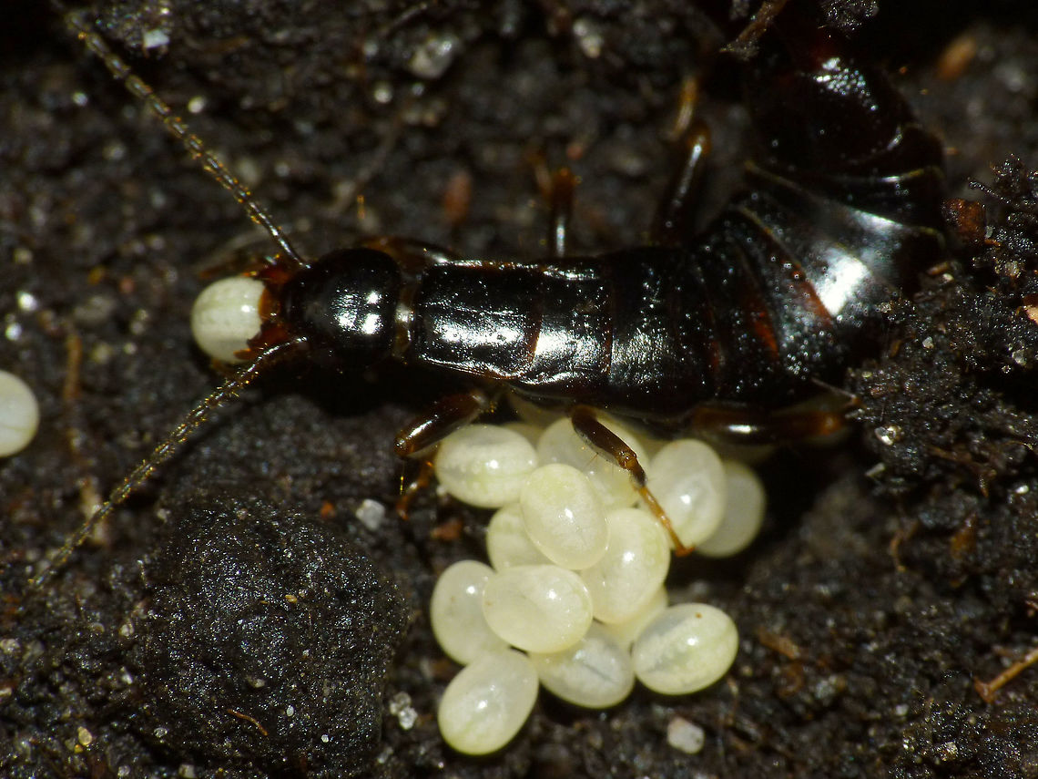 Euborellia moesta moving an egg This image is part of a series showing some aspects of parental care by the earwig Euborellia moesta.<br />
Explanation with this image:  <figure class="photo"><a href="https://www.jungledragon.com/image/48210/euborellia_moesta_caring_for_eggs.html" title="Euborellia moesta caring for eggs"><img src="https://s3.amazonaws.com/media.jungledragon.com/images/3043/48210_thumb.jpg?AWSAccessKeyId=05GMT0V3GWVNE7GGM1R2&Expires=1767225610&Signature=qLqAaAWVPpnoPR%2BYAzm%2FAGphORI%3D" width="200" height="150" alt="Euborellia moesta caring for eggs Earwigs are known for their maternal care. Eggs are laid in a closed shelter in the ground and the mother guards the eggs, cleans them of fungus and moves them around while doing so. You don&#039;t often have a chance to shoot images of this in the field. This mother laid her eggs during transport in captivity, but I was able to transfer the eggs to a shelter that I had prepared in a layer of dirt in a box and after reuniting her she continued caring and successfully raised her kids.<br />
In these images you see her picking up an egg and moving it carefully: https://www.jungledragon.com/image/48211/euborellia_moesta_grabbing_an_egg.html  https://www.jungledragon.com/image/48213/euborellia_moesta_moving_an_egg.html<br />
These are images of the still small (just over 4mm) nymphs, about one month later. They stick together in a clutter for a long time even after the mother has succumbed:<br />
https://www.jungledragon.com/image/48212/euborellia_moesta_nest_of_nymphs.html  https://www.jungledragon.com/image/48214/euborellia_moesta_nymphs.html  https://www.jungledragon.com/image/48209/euborellia_moesta_nymph.html Anisolabididae,Carcinophorinae,Dermaptera,Eggs,Euborellia,Euborellia moesta,Parental care" /></a></figure> Anisolabididae,Carcinophorinae,Dermaptera,Eggs,Euborellia,Euborellia moesta,Parental care