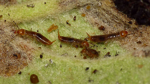 Euborellia moesta nymphs This image is part of a series showing some aspects of parental care by the earwig Euborellia moesta.
Explanation with this image:  https://www.jungledragon.com/image/48210/euborellia_moesta_caring_for_eggs.html Anisolabididae,Carcinophorinae,Dermaptera,Euborellia,Euborellia moesta,Nymph