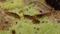 Euborellia moesta nymphs This image is part of a series showing some aspects of parental care by the earwig Euborellia moesta.<br />
Explanation with this image:  https://www.jungledragon.com/image/48210/euborellia_moesta_caring_for_eggs.html Anisolabididae,Carcinophorinae,Dermaptera,Euborellia,Euborellia moesta,Nymph