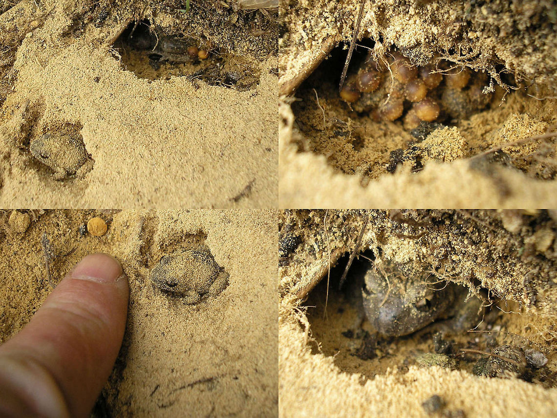 Alytes obstetricans Collage Found this scene under a rather large boulder some years ago, while looking for woodlice and the likes. Didn't want to disturb any more so just shot a few snaps to document the observation and gently put the rock back. Not the most telling images for the parental care exhibited, but you can just make out the eggs attached to the male's hind body. Alytes obstetricans,Alytidae,Amphibia,Anura,Common midwife toad,Discoglossidae,Parental care
