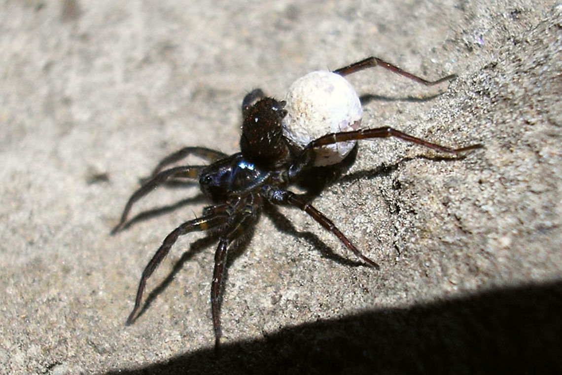 Spider carrying egg sack  Arachnida,Araneae,Lycosidae,Parental care