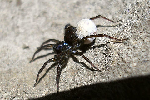 Spider carrying egg sack  Arachnida,Araneae,Lycosidae,Parental care
