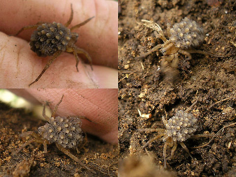Spider carrying spiderlings  Arachnida,Araneae,Lycosidae,Parental care